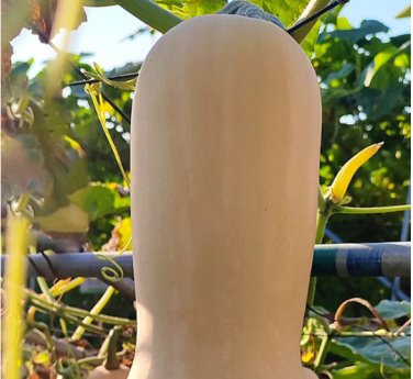 10 Seeds Butterbush Squash