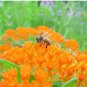 400 Seeds Butterfly MilkweedMonarch Flower