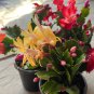 100 Seeds Cactus Flowers Indoor Potted Plants Purifying Air Flower