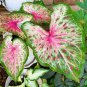 100 Seedsw Caladium Bonsai Plants Assorted Colors Perennial Flowers Potted Plants
