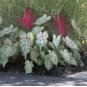 200 Seeds Caladium Dwarf Plant
