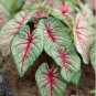 200 Seeds Caladium Dwarf Plant