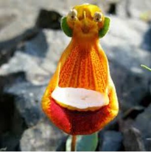 30 Seeds Calceolaria Uniflora Flower