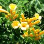 10 Seeds Campsis Radicans Yellow Flowers Climbing Vine