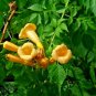 10 Seeds Campsis Radicans Yellow Flowers Climbing Vine