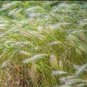 200 Seeds Canada Wild Rye