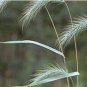 200 Seeds Canada Wild Rye