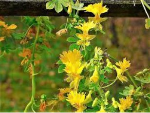 70 Seeds Canary Creeper Nasturtium Vine Tropaeolum Peregrinum Yellow Bird Flower