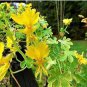 70 Seeds Canary Creeper Nasturtium Vine Tropaeolum Peregrinum Yellow Bird Flower