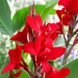 10 Seeds Canna Flower