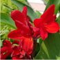 10 Seeds Canna Flower