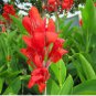 10 Seeds Canna Flower