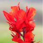 50 Seeds Canna Indica Mixed