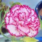 100 Seeds Carnation Bonsai Black Carnation Flower Dianthus caryophyllus