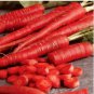 200 Seeds Carrot Bonsai Rare Edible Vegetable
