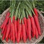 200 Seeds Carrot Bonsai Rare Edible Vegetable