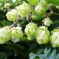 10 Seeds Cascading Hops Vine