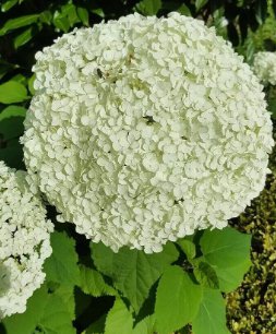 20 Seeds Champagne Hydrangea Flower