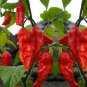 50 Seeds Chili Devils Tongue Red Hot Pepper