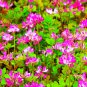 100 Seeds Chinese Milk Vetch