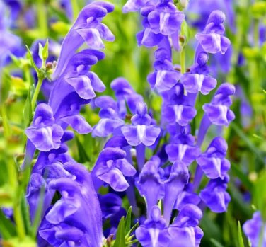 50 Seeds Chinese Skullcap