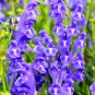 50 Seeds Chinese Skullcap