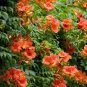 100 Seeds Chinese Trumpet Vine - Campsis grandiflora