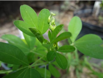 20 Seeds CHIPILIN Guatemalan Vegetable