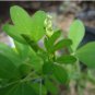 20 Seeds CHIPILIN Guatemalan Vegetable