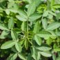 20 Seeds CHIPILIN Guatemalan Vegetable