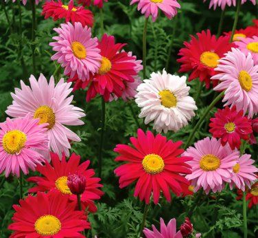200 Seeds Chrysanthemum Robinson's Mix
