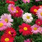 200 Seeds Chrysanthemum Robinson's Mix