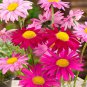 200 Seeds Chrysanthemum Robinson's Mix