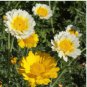 100 Seeds Chrysanthemum-Like Yellow Coleus with Green Center