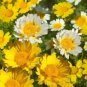 100 Seeds Chrysanthemum-Like Yellow Coleus with Green Center