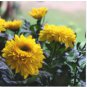 100 Seeds Chrysanthemum-Like Yellow Coleus with Green Center