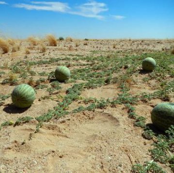 5 Seeds Citrullus lanatus var. citroides