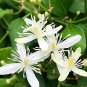 50 Seeds Clematis Chinensis