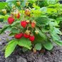 400 Seeds Climbing Strawberry Plant