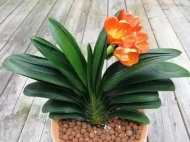 100 Seeds Clivia Miniata Bonsai Beautiful Rare Bush Kefir Lily Flower