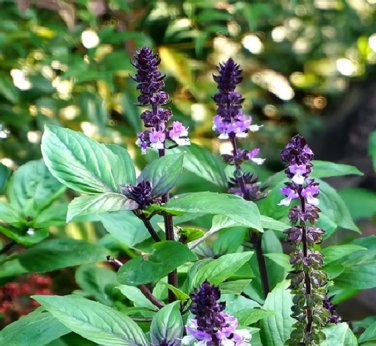 100 Seeds Clove Basil