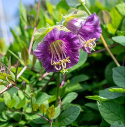 25 Seeds Cobee VioletteCobaeaFlower