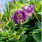 25 Seeds Cobee VioletteCobaeaFlower