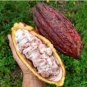 20 Seeds Cocoa Seeds Theobroma Cacao