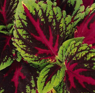 100 Seeds Coleus