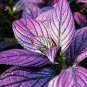 100 Seeds Coleus Flower Bonsai Rare Blumei