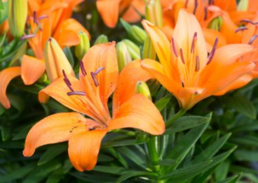 100 Seeds Colorful Lily