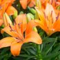 100 Seeds Colorful Lily