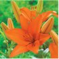 100 Seeds Colorful Lily