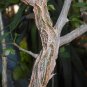 5 Seeds Commiphora bruceae